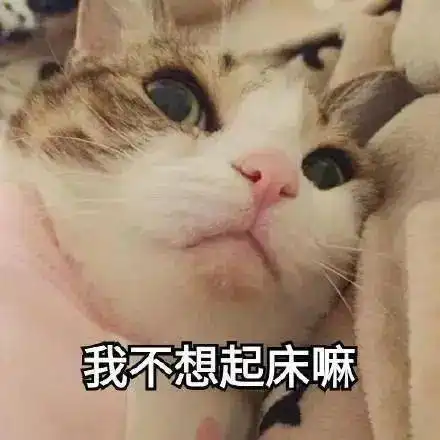可爱喵咪表情包可爱
