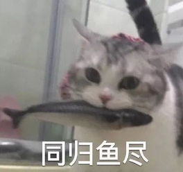  深圳最好吃的烤鱼都在这里拿上这份烤鱼地图去寻找吧