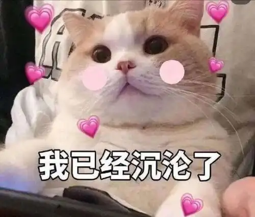小猫咪表情包原图表情