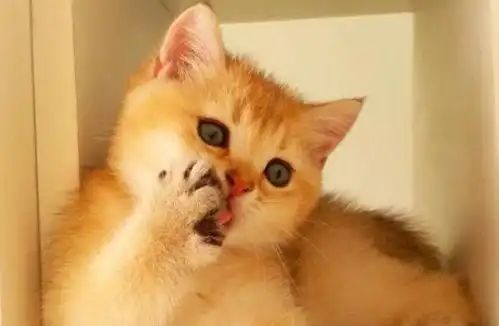  猫妈妈拒绝带娃,嫌弃的小表情亮了快把这熊孩子提开