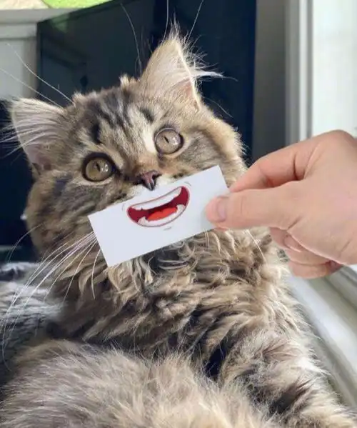 都说猫星人是水做的,但是水也没这么万能吧,还可以悬空