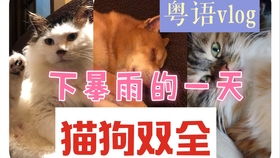  年纪轻轻就猫狗双全一个月的奶猫太好吸啦回家后的24h喝奶要抱抱吃鱼干