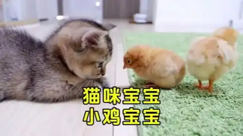  猫咪宝宝和小鸡宝宝们,温馨互动,真怕一口吃了小鸡宝宝
