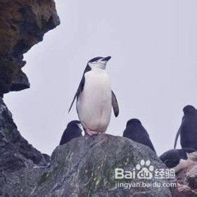  花10w去南极要看企鹅没有那么简单
