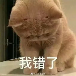 沙雕表情我虽然错了,但是原谅我就是你的问题