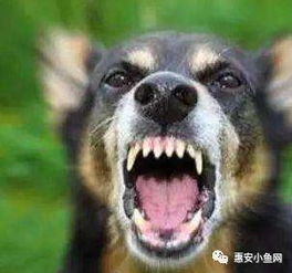  注意小鱼早上遇大狗堵门,夏季狂犬病高发惠安多起犬伤人