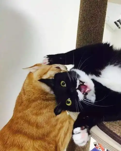  猫咪手贱真的没得治