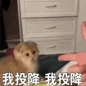  第57期喵表情每一只猫都是隐藏的表情包本包