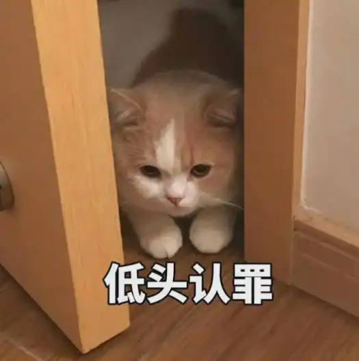  猫咪的几个道歉方式,希望宠主都懂
