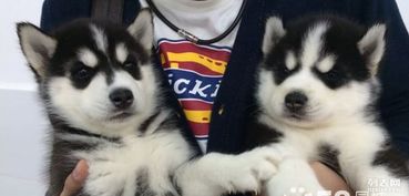  超萌哈士奇蓝眼三火健康品质保障是你的理想爱宠