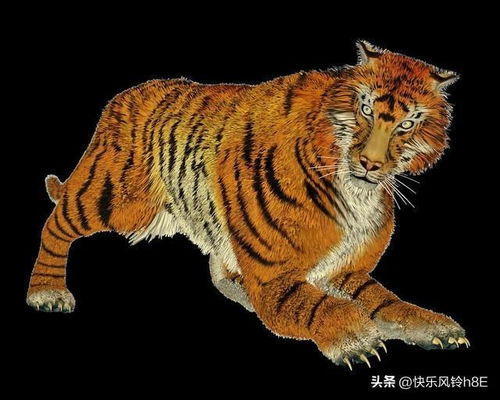  属相虎的晚年,越老越有福气的7个农历月份,金虎是你吗