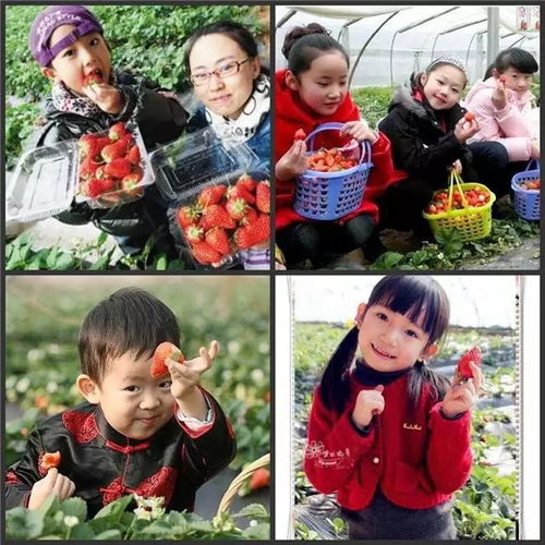  三八女生节特惠,即墨草莓采摘园门票任意采摘