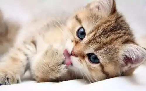  表情可爱猫咪软萌表情包晚安喵,裹紧我的小被子表情