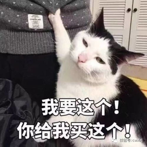  撸猫正嗨时,喵主子上去就是一口,防不胜防这是为什么