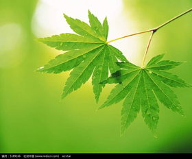  绿色植物壁纸图片免费下载编号5189166红动网