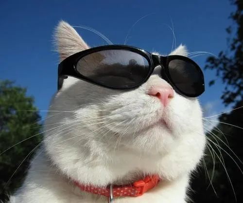  表情包界的扛把子这些猫咪你都认识吗