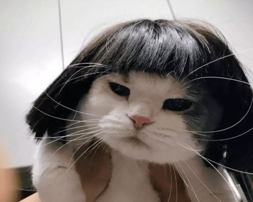  哈哈哈哈哈哈,完全抵抗不了这些猫片,沙雕到中毒