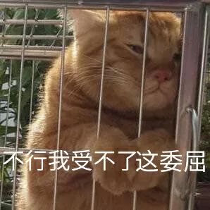  花1900买了条狗,却从来不动不吃狗粮是怎么回事