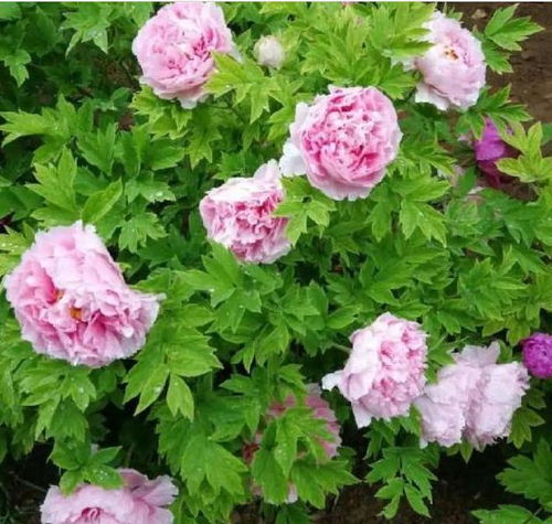  10种花种在院子花盆里,二三年就能成花海,特漂亮