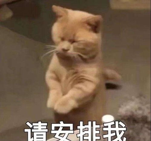 我想你了表情包段子