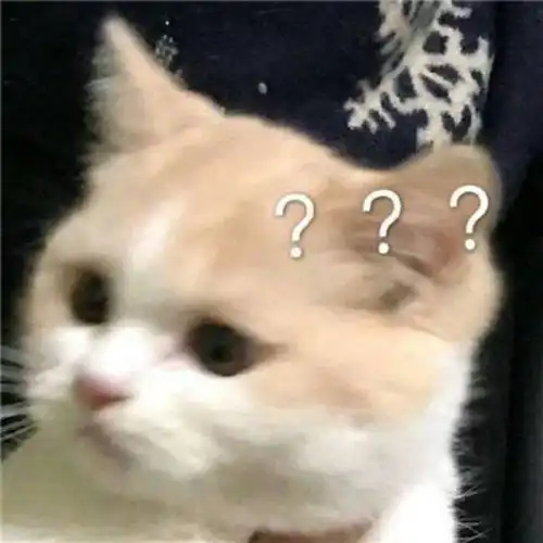  揭秘进口猫罐头比国产猫罐头更香专家才知道的主食罐头选购攻略
