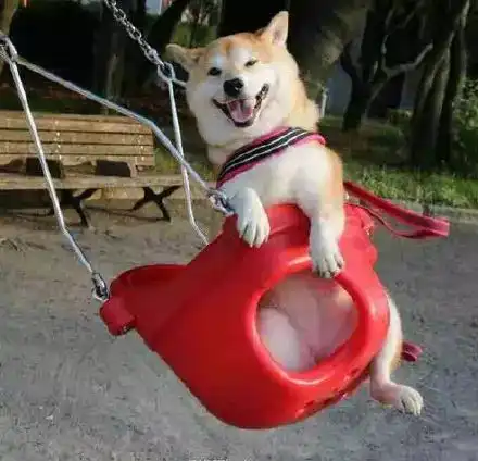  捕捉到一只荡秋千的柴犬,笑的好开心狗生快乐啊