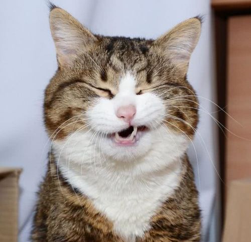  猫咪我就是我不一样的烟火,关于猫咪的生活习性,你知道多少呢
