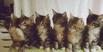  一排猫咪摇头动图抖音猫咪摇头表情包gif下载动态图片乐游网游戏下载