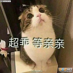  女生撒娇可爱猫咪图片猫咪要抱抱表情包下载乐游网游戏下载