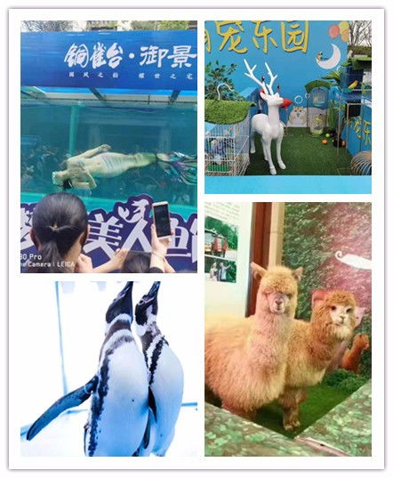  毫州市海狮表演出租哪里有又开始表演了