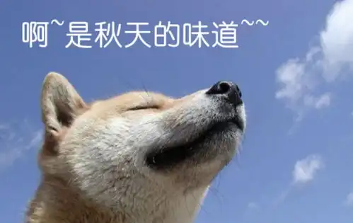 柴犬跳表情包并不