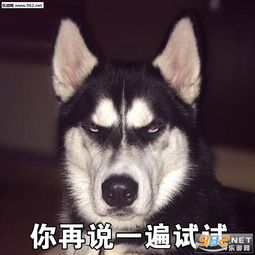  要不要给你鼓鼓掌沙雕表情包活着不好吗二哈表情包下载乐游网游戏下载