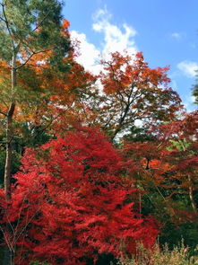  京都红叶狩赴一场秋日枫叶盛宴