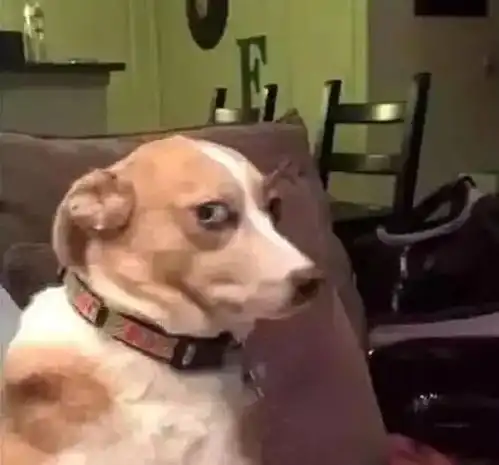 狗东西表情包犯错
