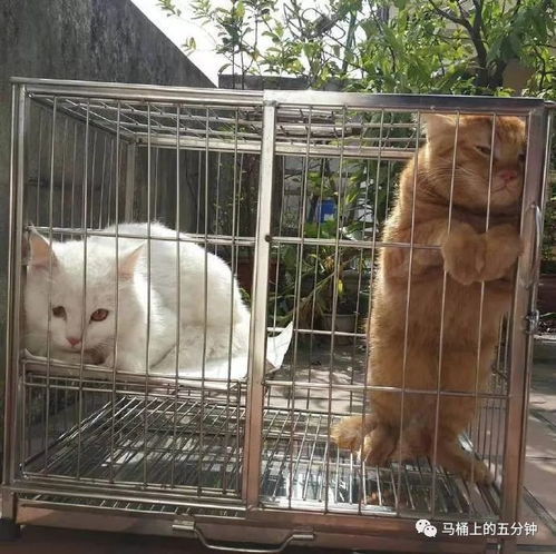  坐马桶上图个乐