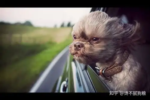 狗东西表情包好奇心