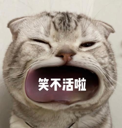  张大嘴等投喂猫咪表情包,妈宝女爸宝女表情包