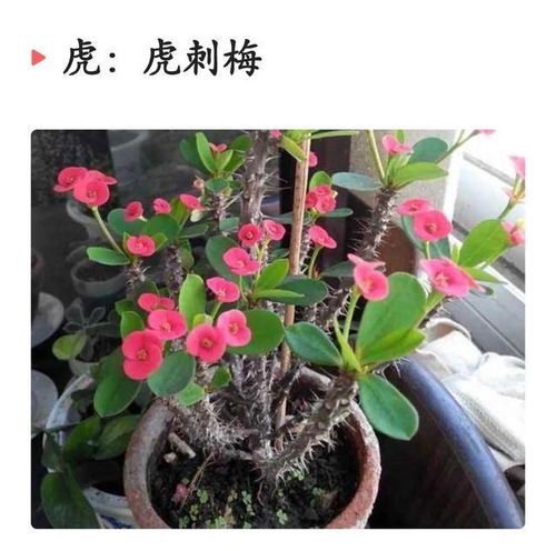  十二生肖,各有各的幸运花,爱花的人别养错了哦
