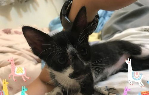  朕要阵亡了圣上自产逗猫棒陪玩,被奶猫咬到表情坏掉