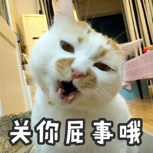 猫猫狗狗表情包去世