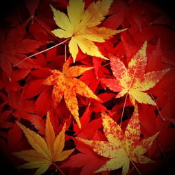  海上山人疯叶外八首诗词吾爱网