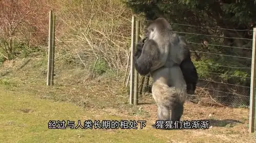  自从给公猩猩配了母猩猩以后,就异常兴奋,估计是没救了
