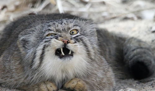  摄影曼努尔猫是世界上最富表现力的猫