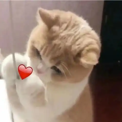  化毛膏有必要买吗猫化毛营养膏有什么区别