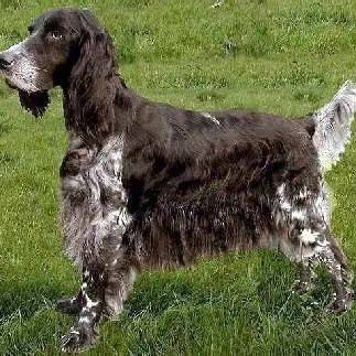  女童遭烈犬撕咬注意桂城禁养这27种烈性犬