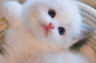  心理测试四只猫咪,你会选择养哪只测出你深藏不露的那一点