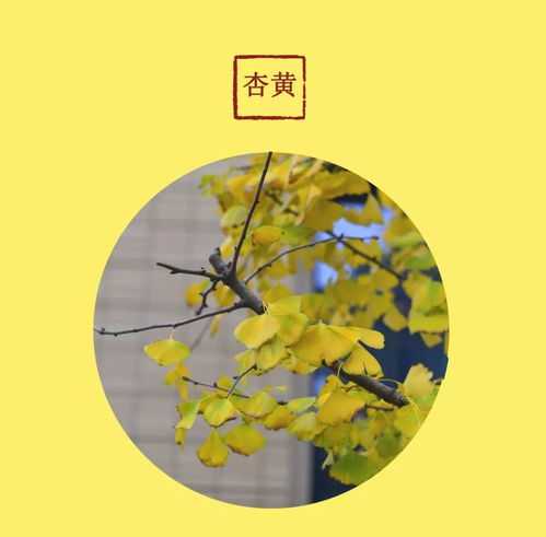  政光影来感受独一无二的上政色彩吧