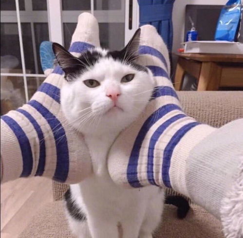 猫猫情侣头像高清