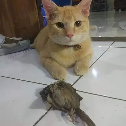  猫咪会怎么报答主人这些礼物,让人无福消受啊