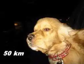 狗东西表情包汪星人